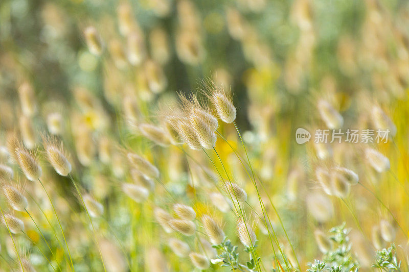 野外开花植物特写