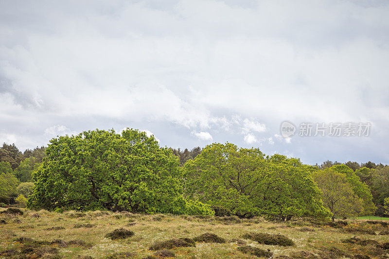 景观与solitaire橡树