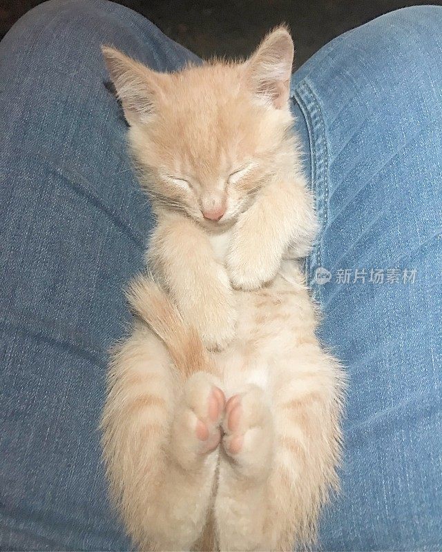 奶油色的小猫正睡在膝盖上
