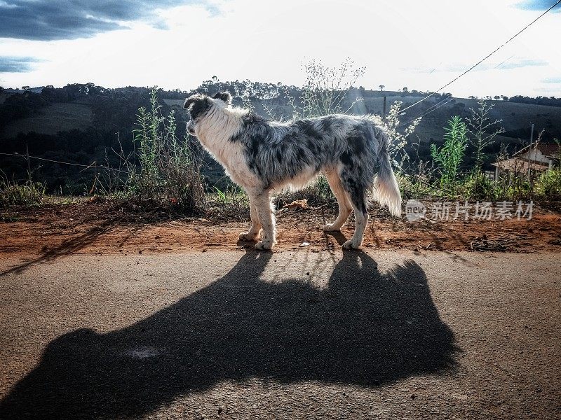 博德牧羊犬在看风景