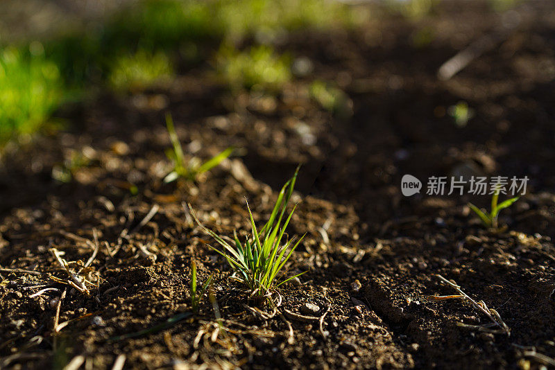 绿草新芽生长