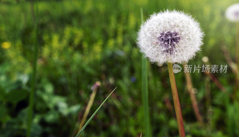 蒲公英的花