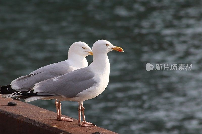 两只海鸥在港口的码头边
