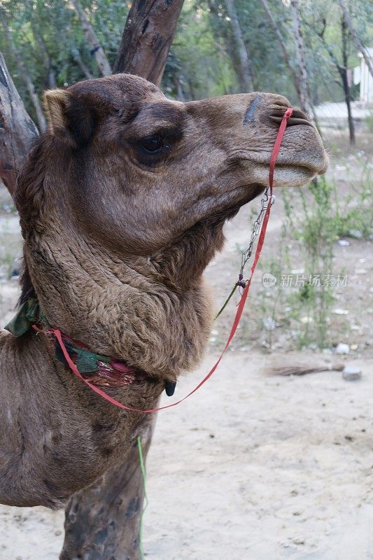 这是印度北部拉贾斯坦邦的单峰骆驼，在沙漠国家公园和卡兹兰加国家公园很常见