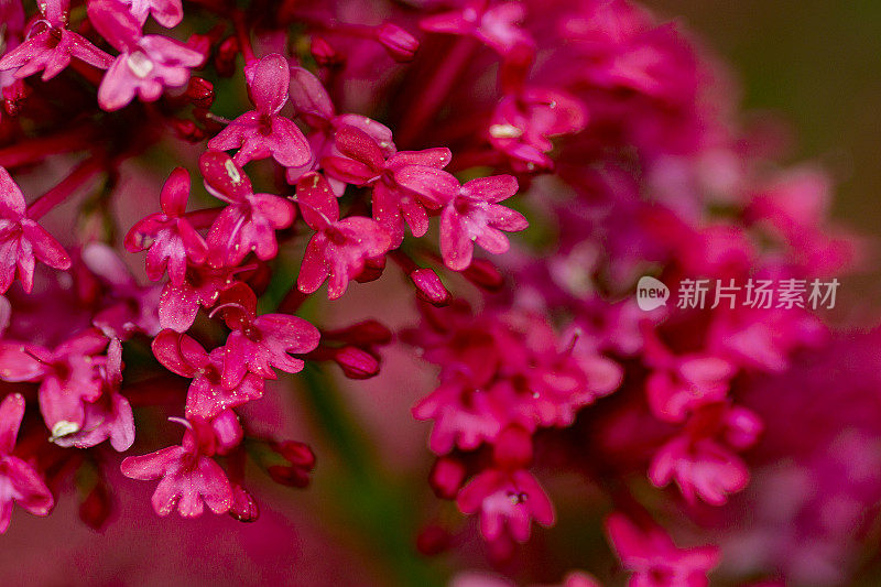 小红花带着雨滴