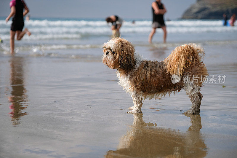 英格兰康沃尔海滩上的湿西施犬