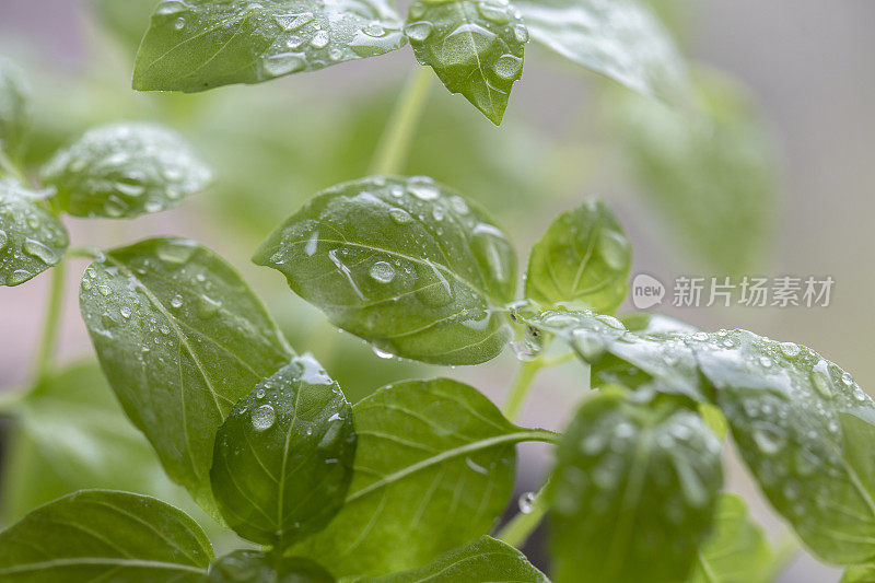 雨滴落在罗勒叶上