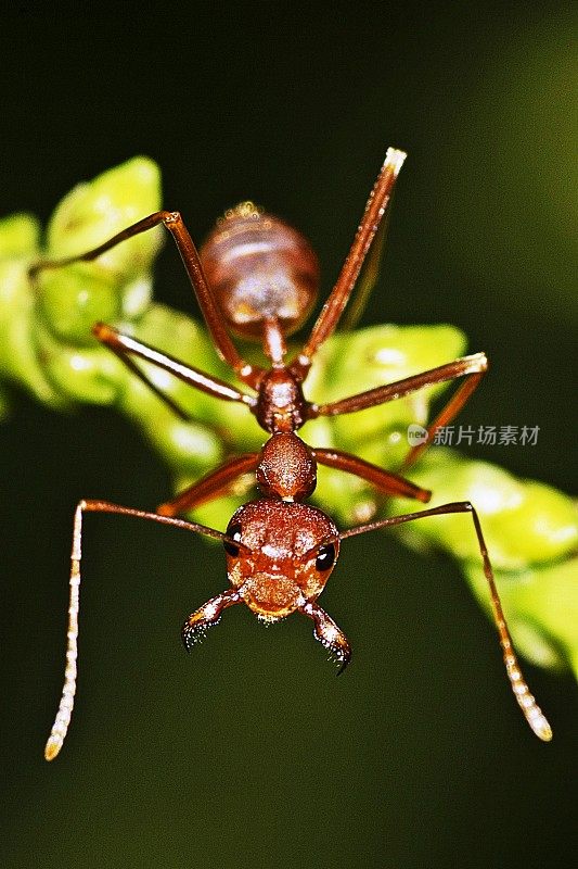 蚂蚁看着绿色树枝上的相机。