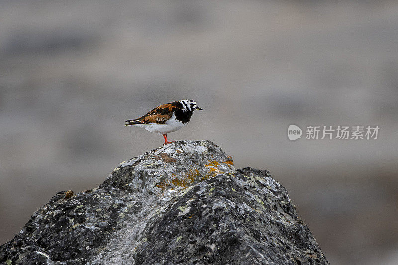 斯瓦尔巴群岛的巨石上的Turnstone