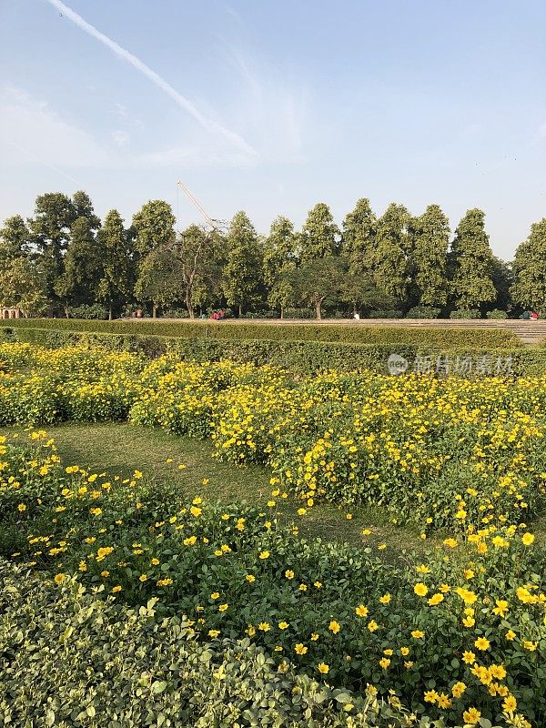 图片中的黄色雏菊田，黄花照片，Kadumtong新加坡雏菊生长在田间的旧堡垒，新德里，印度