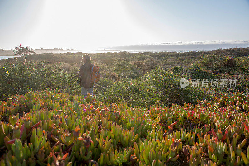 日出时，徒步旅行者穿过灌木丛走向海岸线