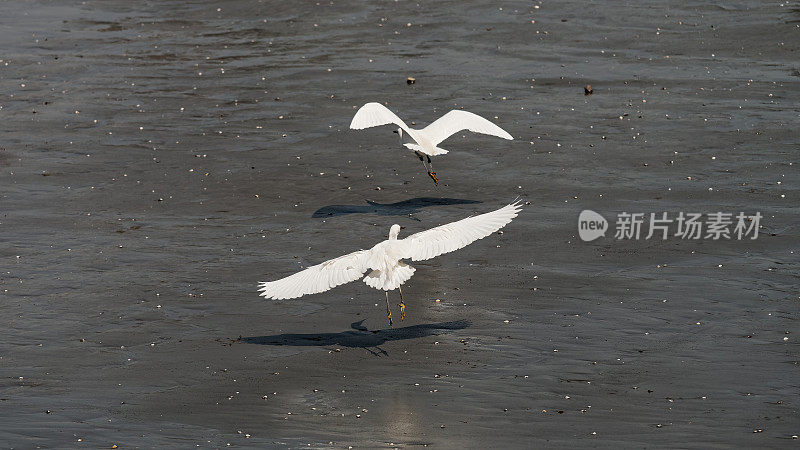 两只白鹭展翅飞过黄浦江，白鹭掠过水面。