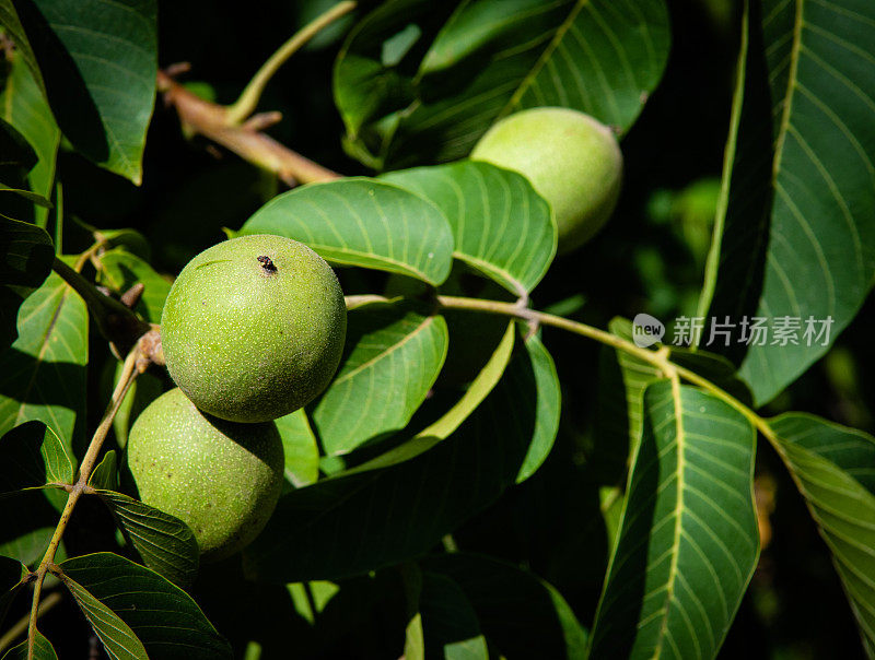 生绿色的核桃