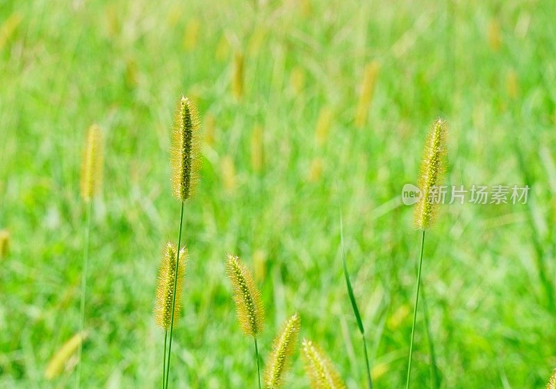 长草在风中移动的特写