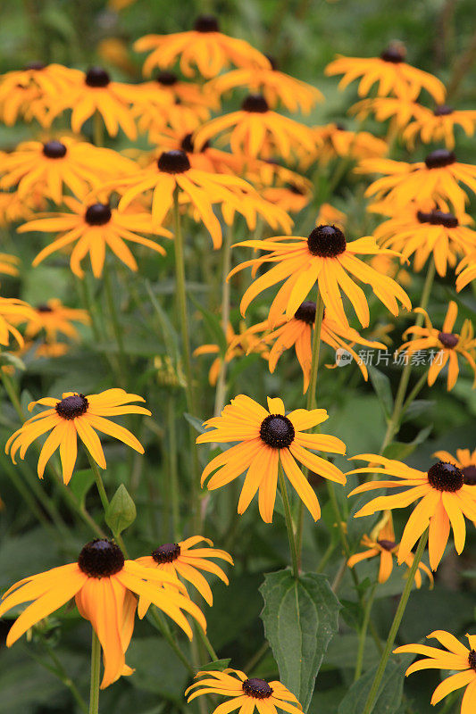 黑眼苏珊或松果花(Rudbeckia)开花