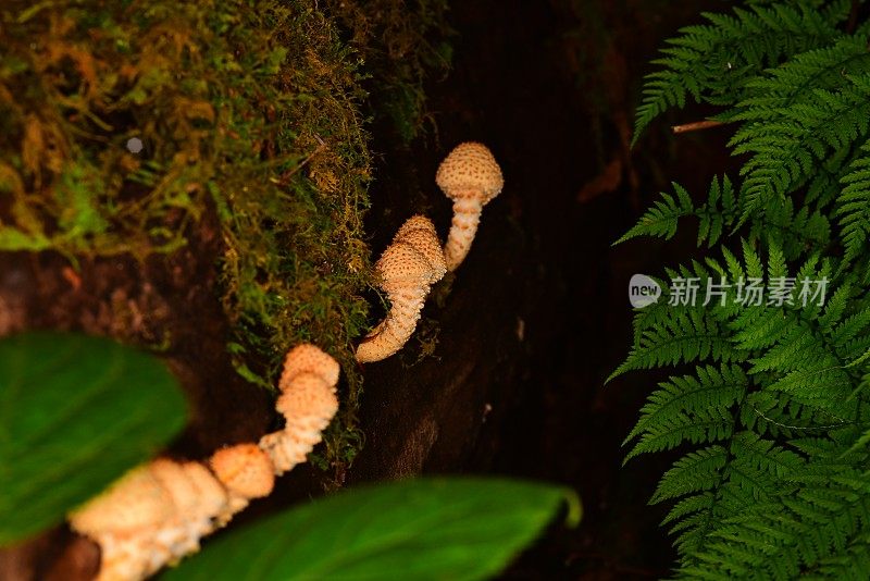 在倒下的树的一侧生长的一排尖刺柠檬菌