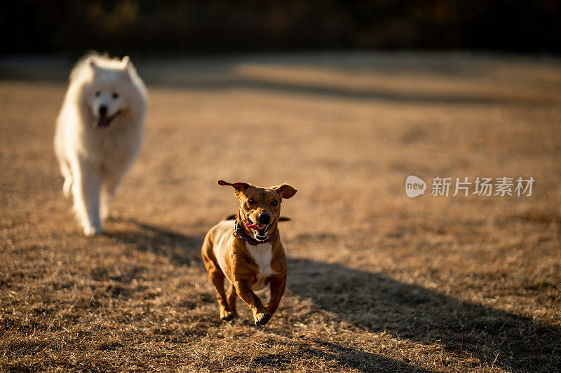 在阳光明媚的日子里，可爱的狗在公园里奔跑