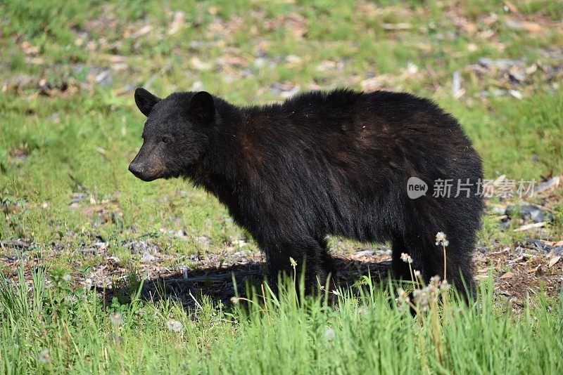 黑熊