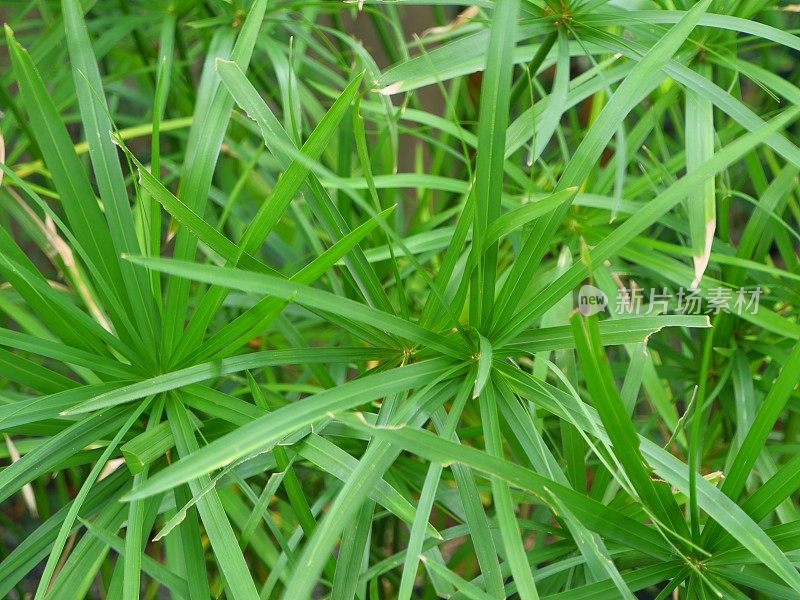 绿色纸莎草树植物的叶子