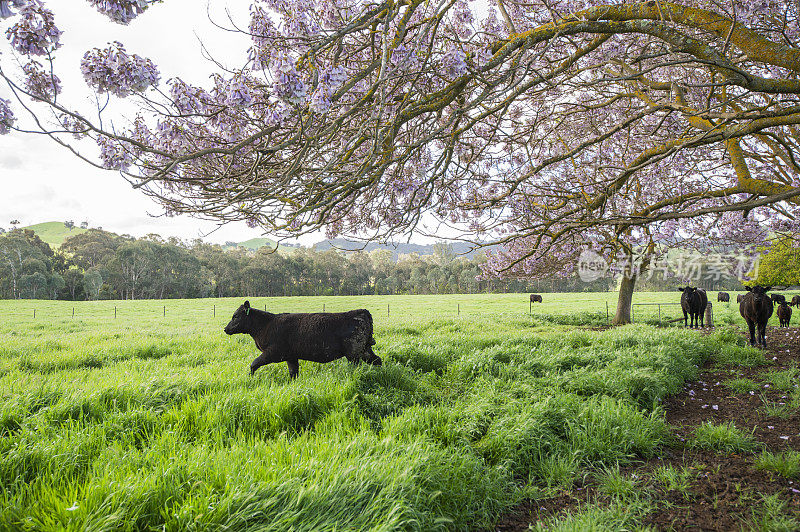 澳大利亚牛耕作