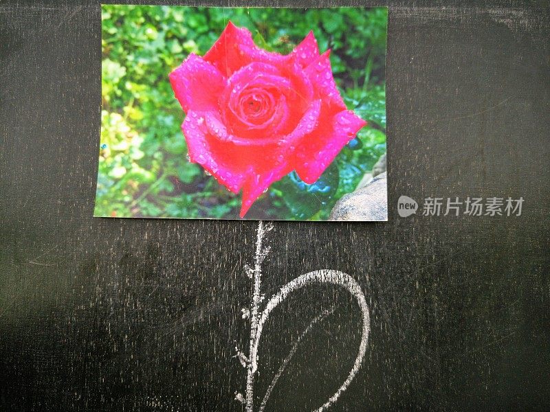 黑板上的玫瑰