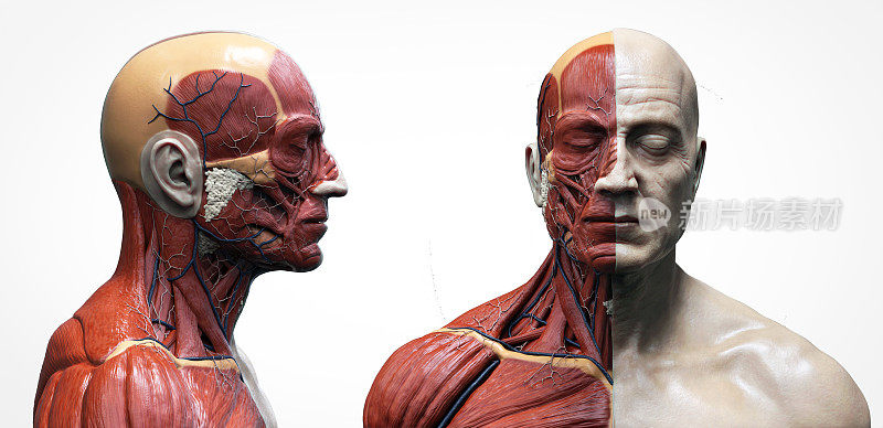 人体解剖学一个男人-肌肉结构一个男人，正面视图侧面视图和透视，3d渲染