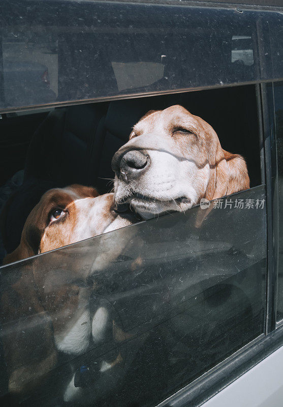 两只小猎犬从车窗里探出头来看着