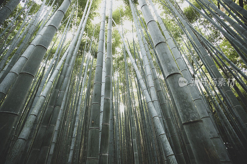 京都竹林