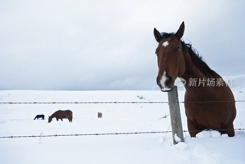 冬季暴风雪马