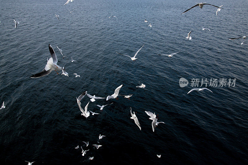 红嘴海鸥