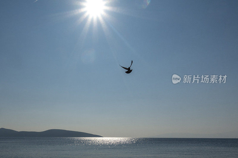 鸽子在海上飞翔