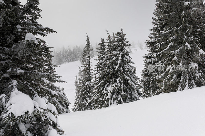 雪喀尔巴阡山脉的山坡上