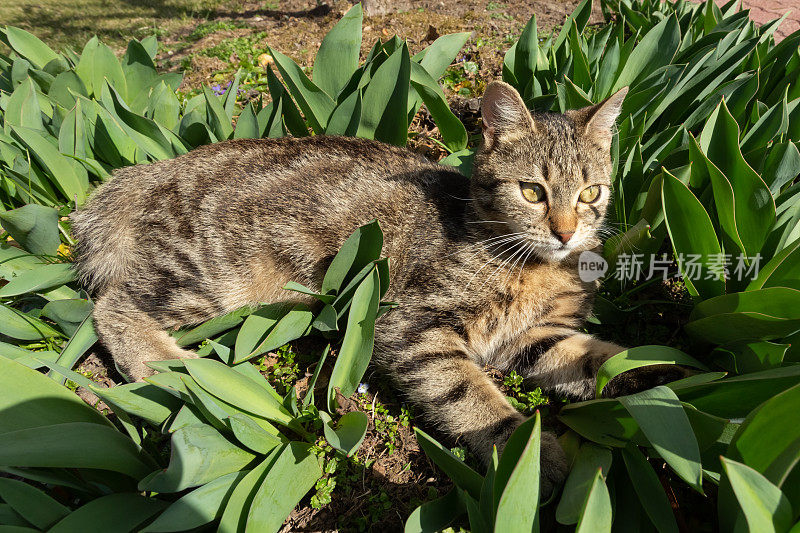 虎斑猫在花坛里休息