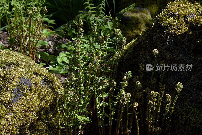 蕨类植物之间的岩石