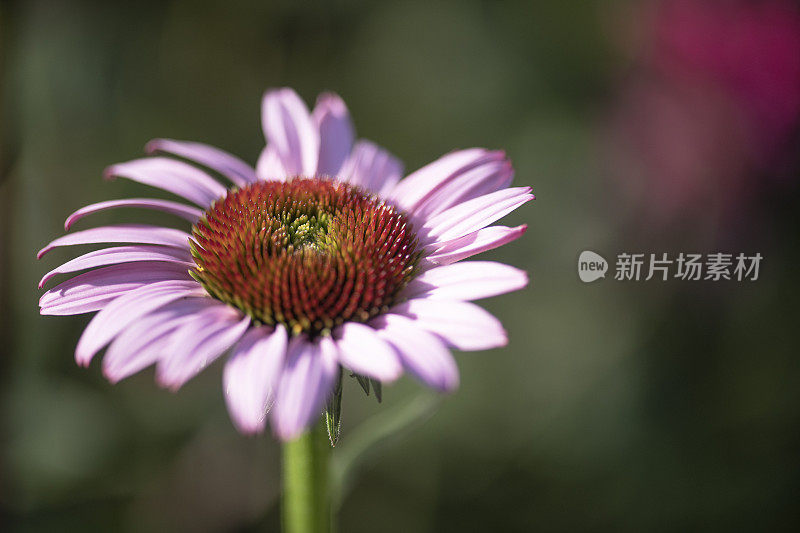 盛开的粉红色松果菊