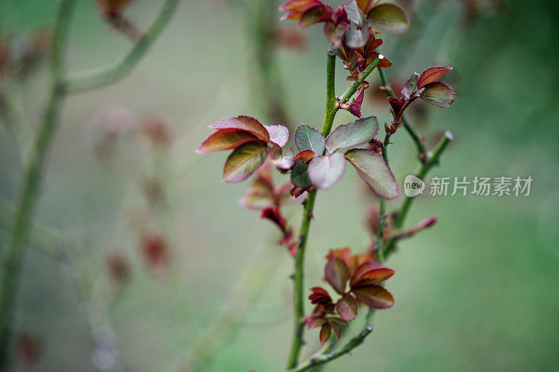 植物与花:一株月季正长出新叶