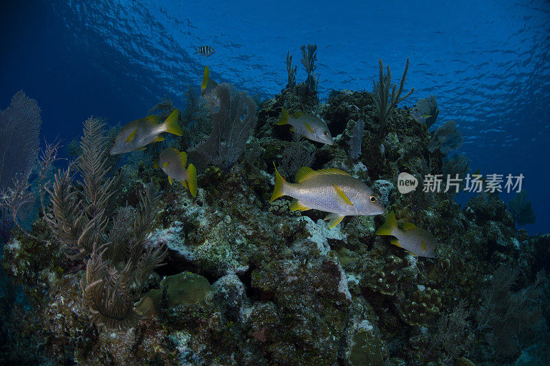 海洋生物