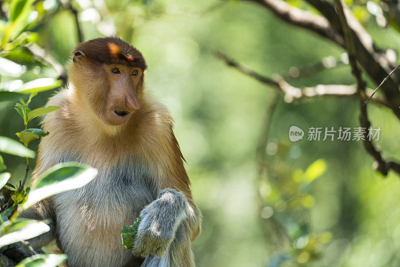 马来西亚婆罗洲自然环境中的长鼻猴画像