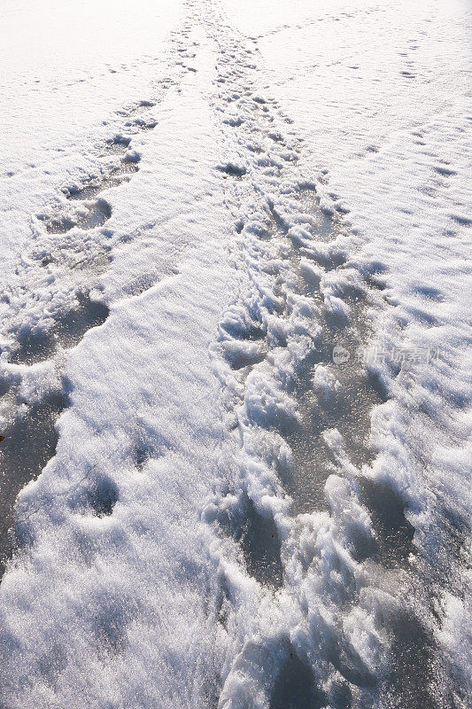 雪地里的脚印