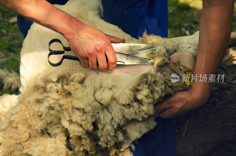 牧羊人剪羊毛