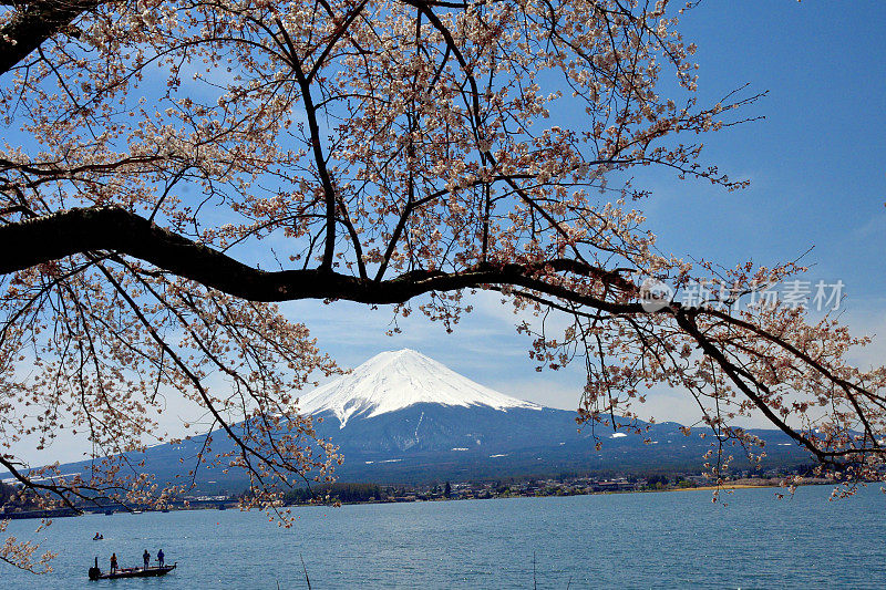 富士山和川口湖的樱花