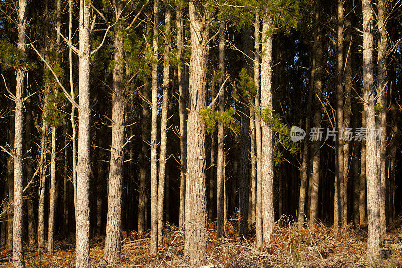 阳光背景下美丽的松树。