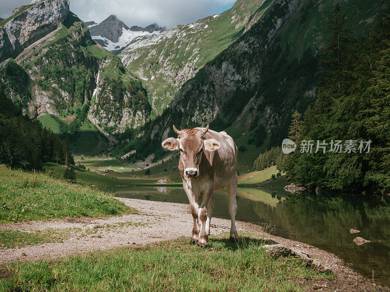 阿彭策勒牛的肖像和湖上的倒影