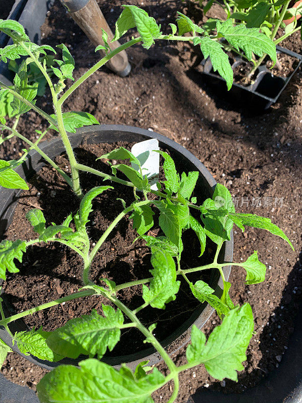将番茄幼苗移栽到较大的盆中