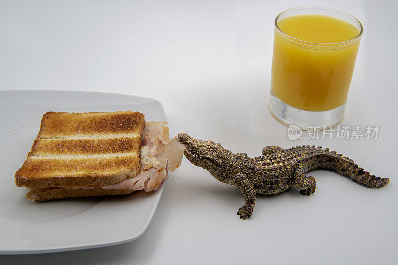 创意和有趣的图像-一个小鳄鱼吃火腿吐司与橙汁的背景