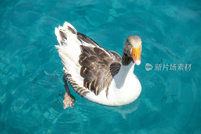 海上的鸭子