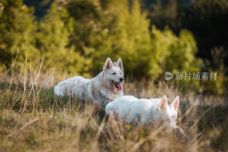 两只牧羊犬在田野里休息