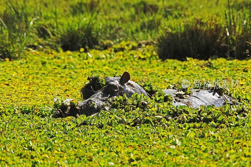 河马，两栖河马，成年站在充满水莴苣的沼泽，肯尼亚马赛马拉公园