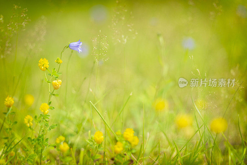 夏日草地上的野花