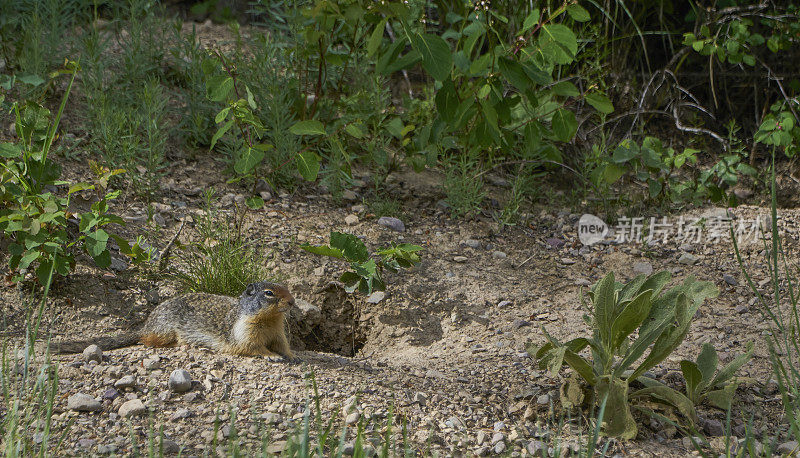 野生哥伦比亚地松鼠在美丽的自然风景冰川国家公园的雪崩湖地区在夏天在美国蒙大拿州。